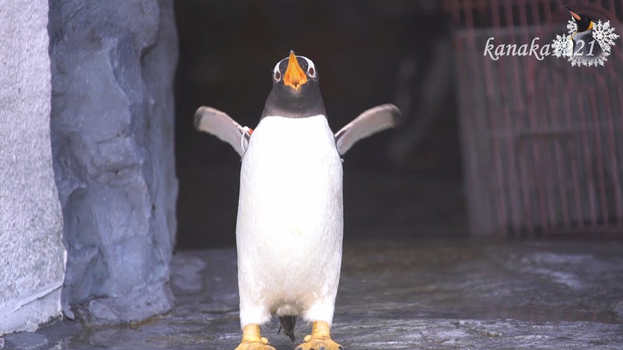 旭山動物園 切ないジェンツーペンギン37番-Gentoo Penguin