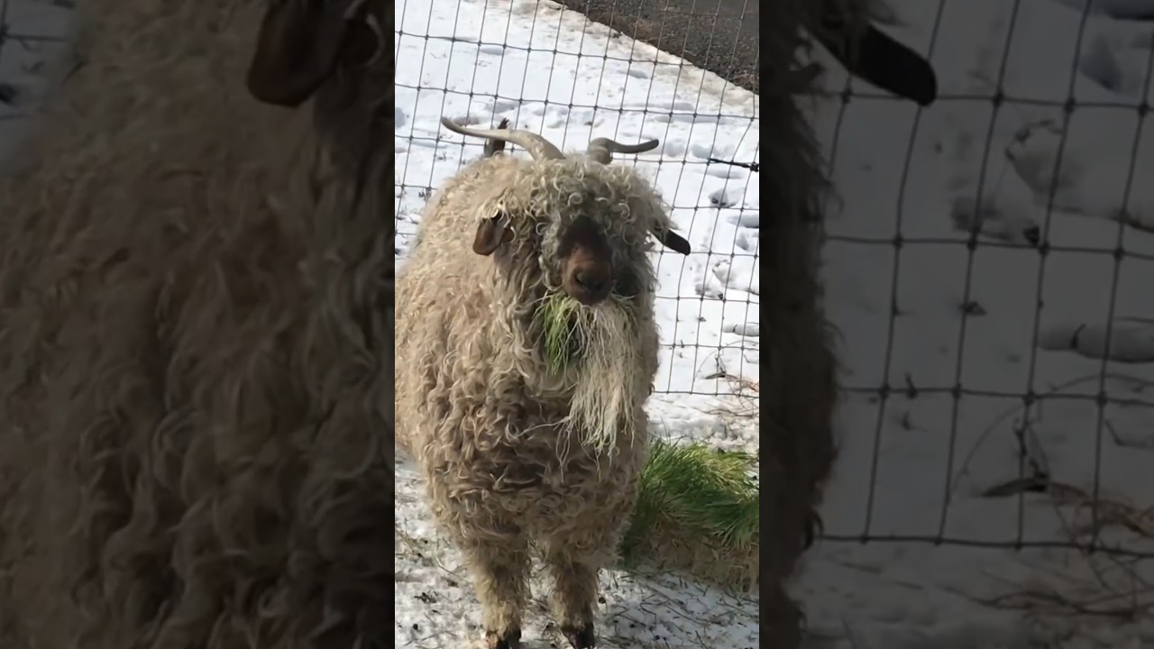 Alternative ANIMAL FEED!