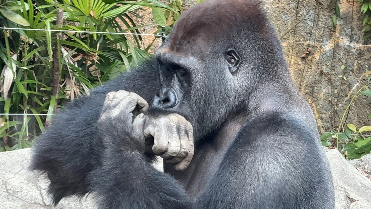 gorilla 瘡蓋が気になるゲンタロウ【2025年‎12月19日】【上野動物園】ゴリラ💗