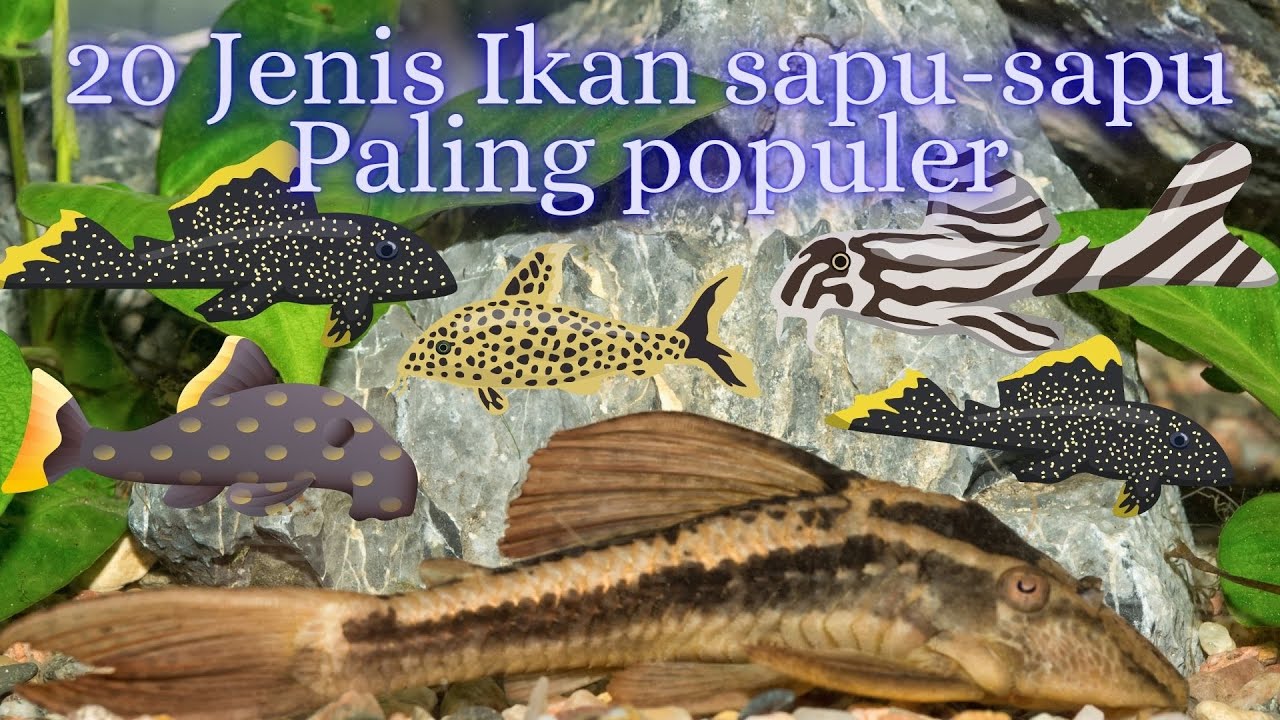 20 Jenis Ikan Sapu sapu Atau Pleco Terpopuler