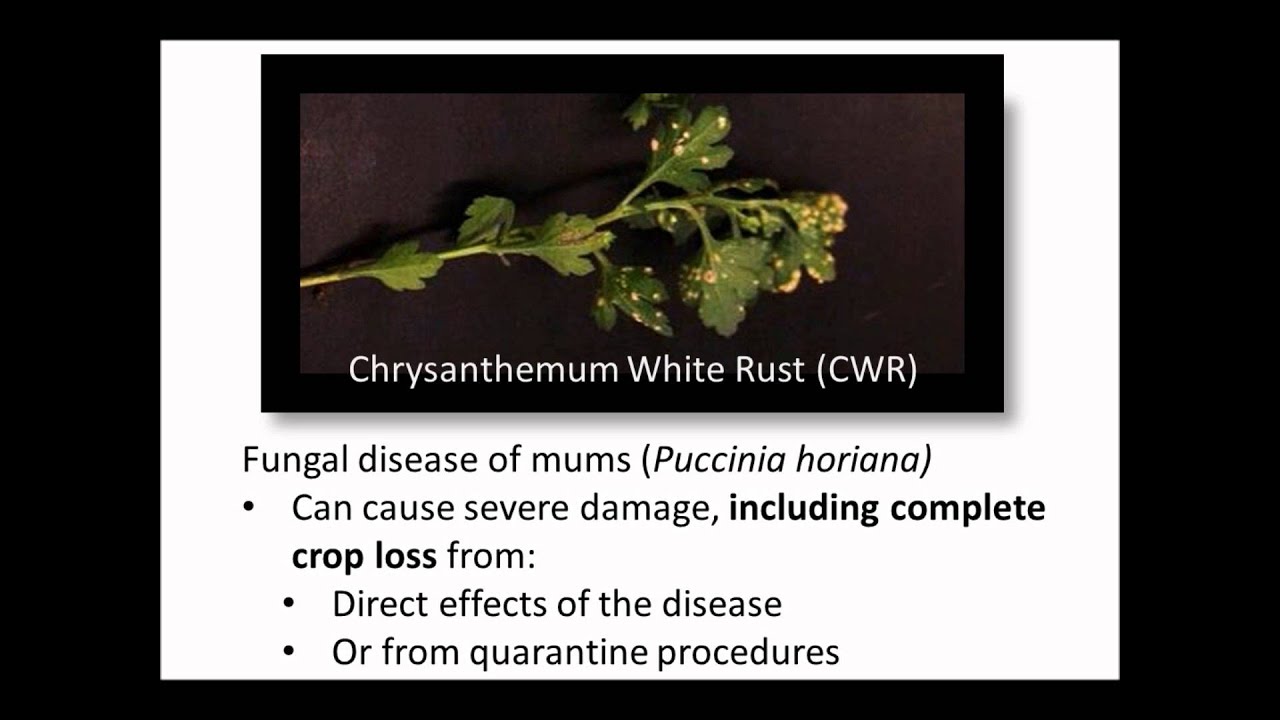 Chrysanthemum white rust