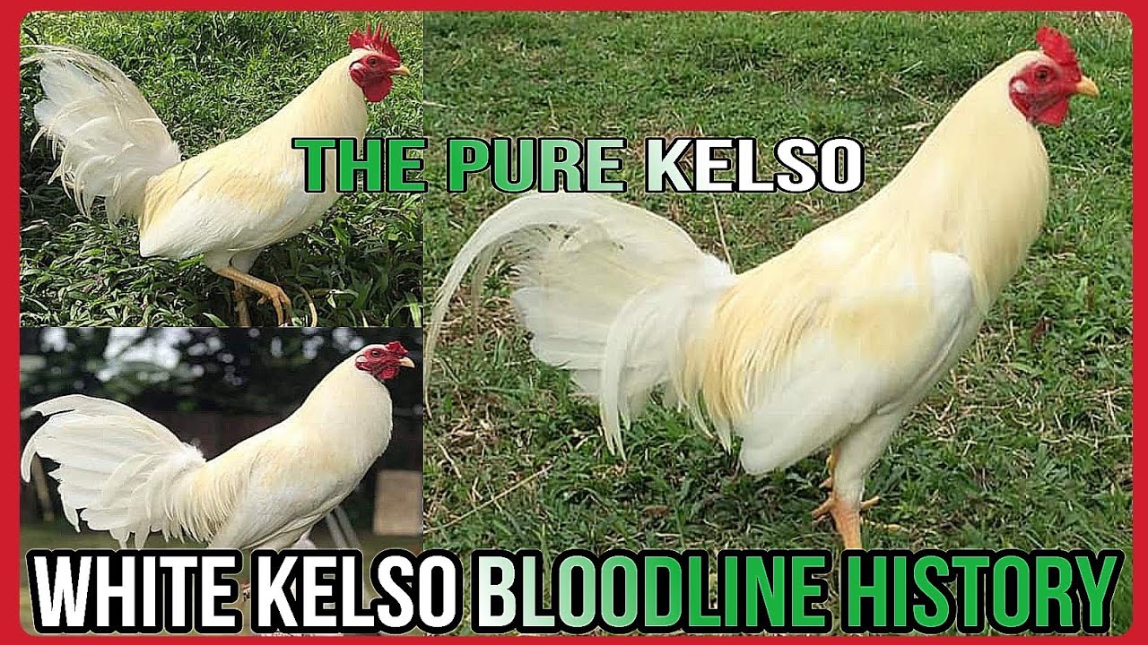 😮HISTORY AND FIGHTING STYLE OF WHITE KELSO ROOSTER