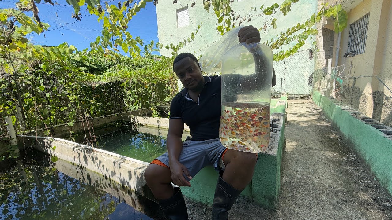 Curso de cómo criar peces Tetras completo 1