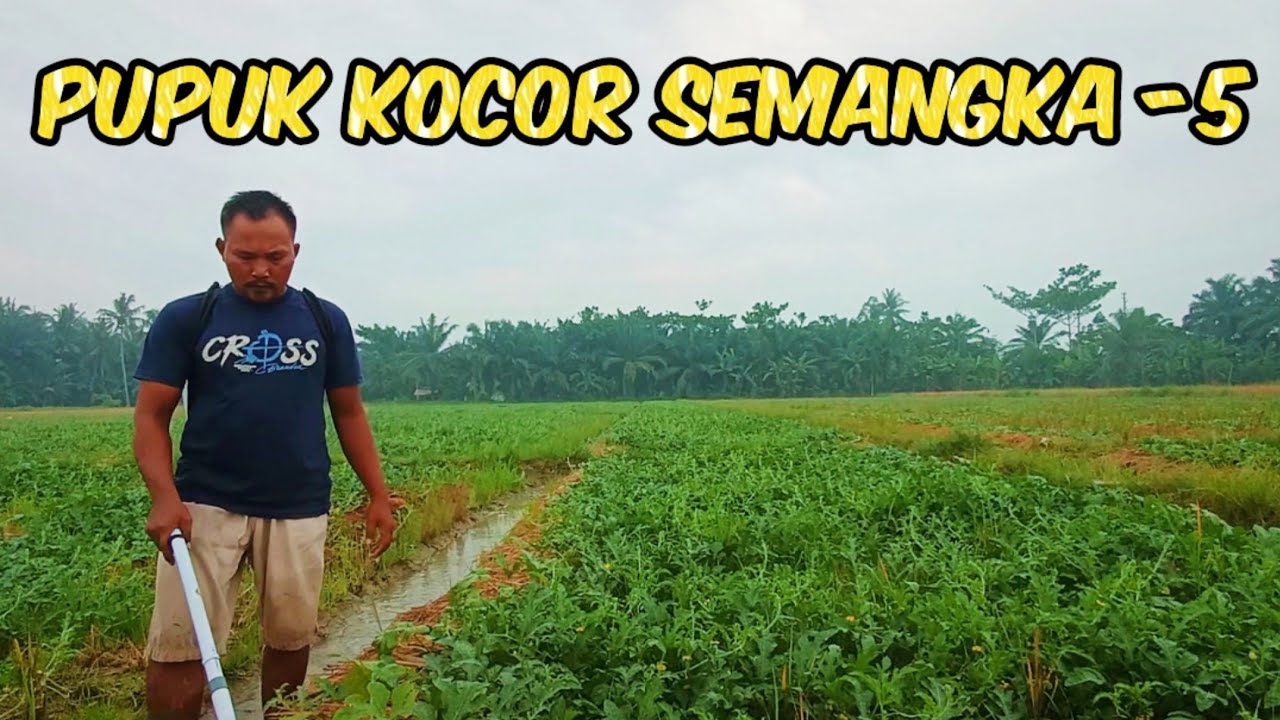 Pemupukan Kocor Tanaman Semangka Yang Ke Lima Usia 38 HST #nardyshu #pertanian #semangka