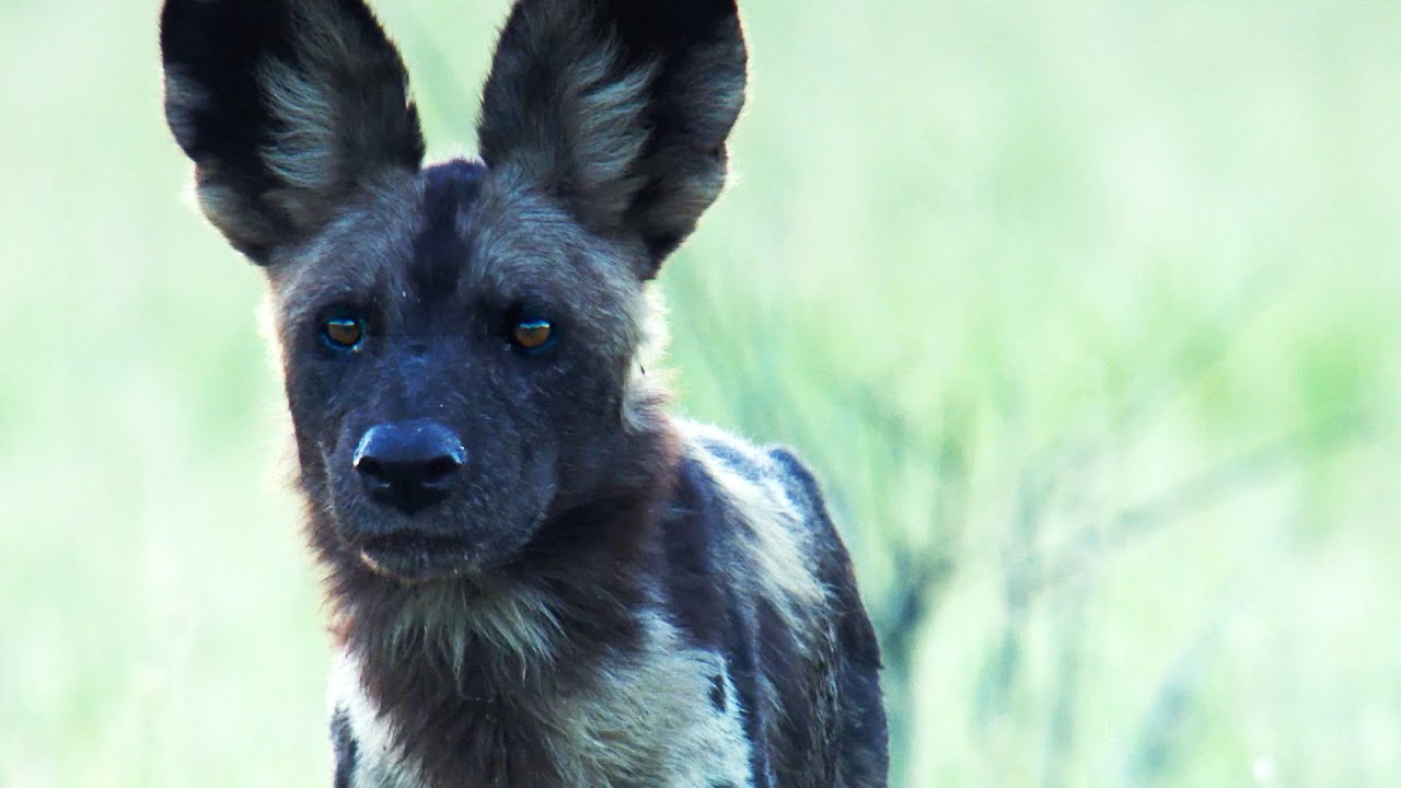 Painted Wolves Ambush Rival Pack | 4K UHD | Dynasties | BBC Earth