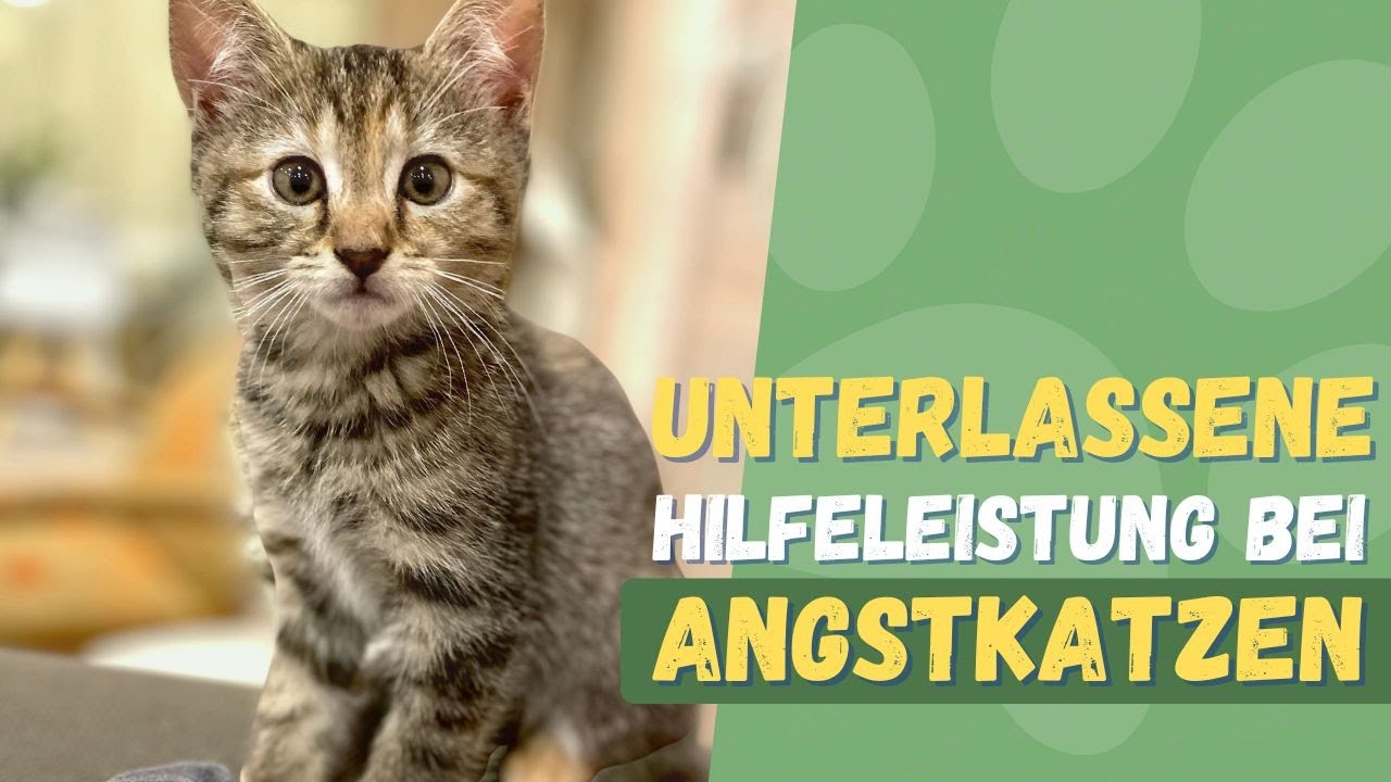 Unterlassene Hilfeleistung bei Angstkatzen!!!