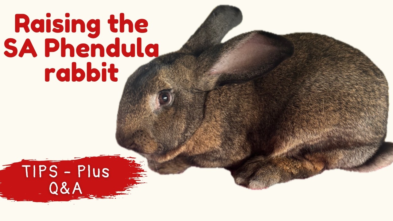 South African PHENDULA Rabbit BREED: A must have for commercial RABBIT farms!