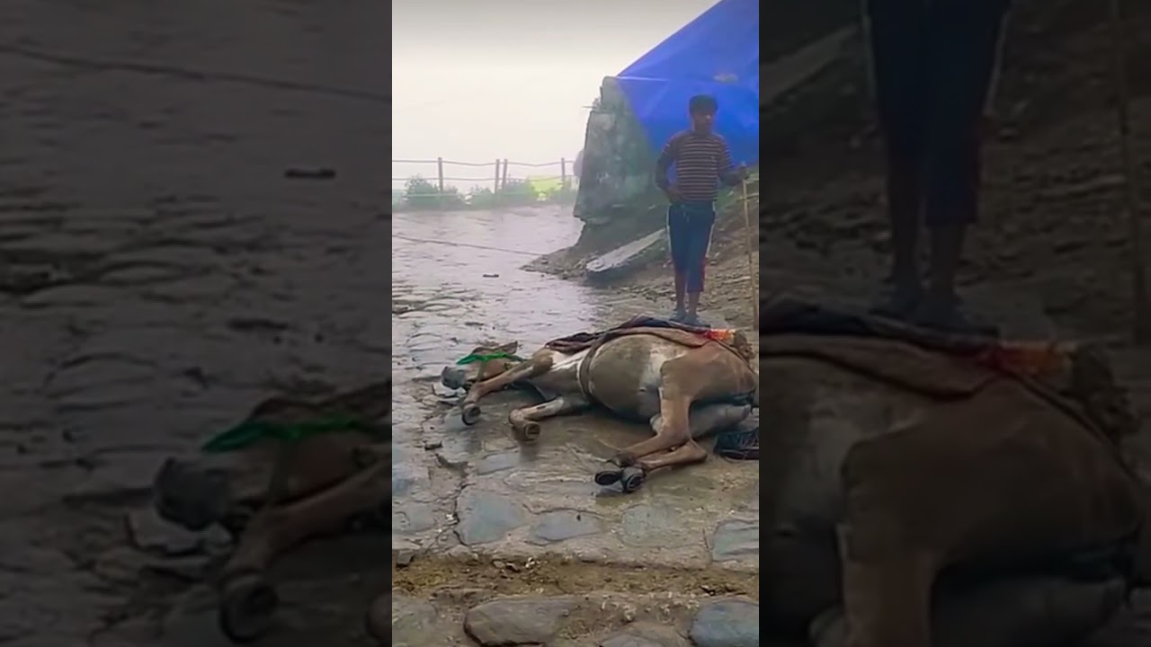 savehorse#saveanimal#animallove#Kedarnath#khachchar#KedarnathMandir#ytshorts#shortsfeed#shortsvideo