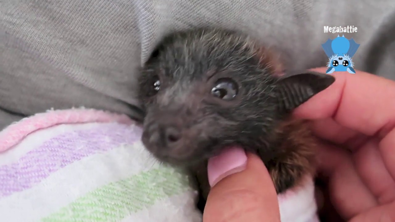 Bat care daily life clips:  Ganymede and Icicle  6