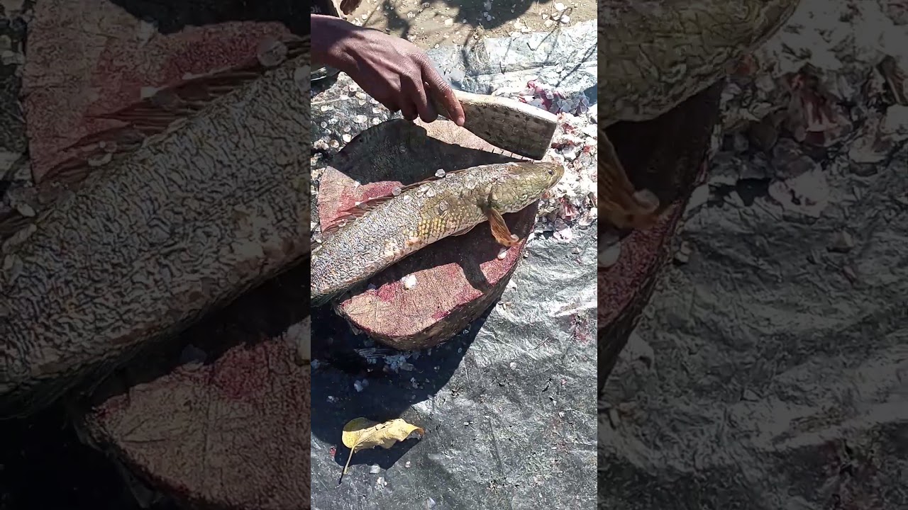 My new fishing vlog #shorts# #ytshorts #trending#subscribe
