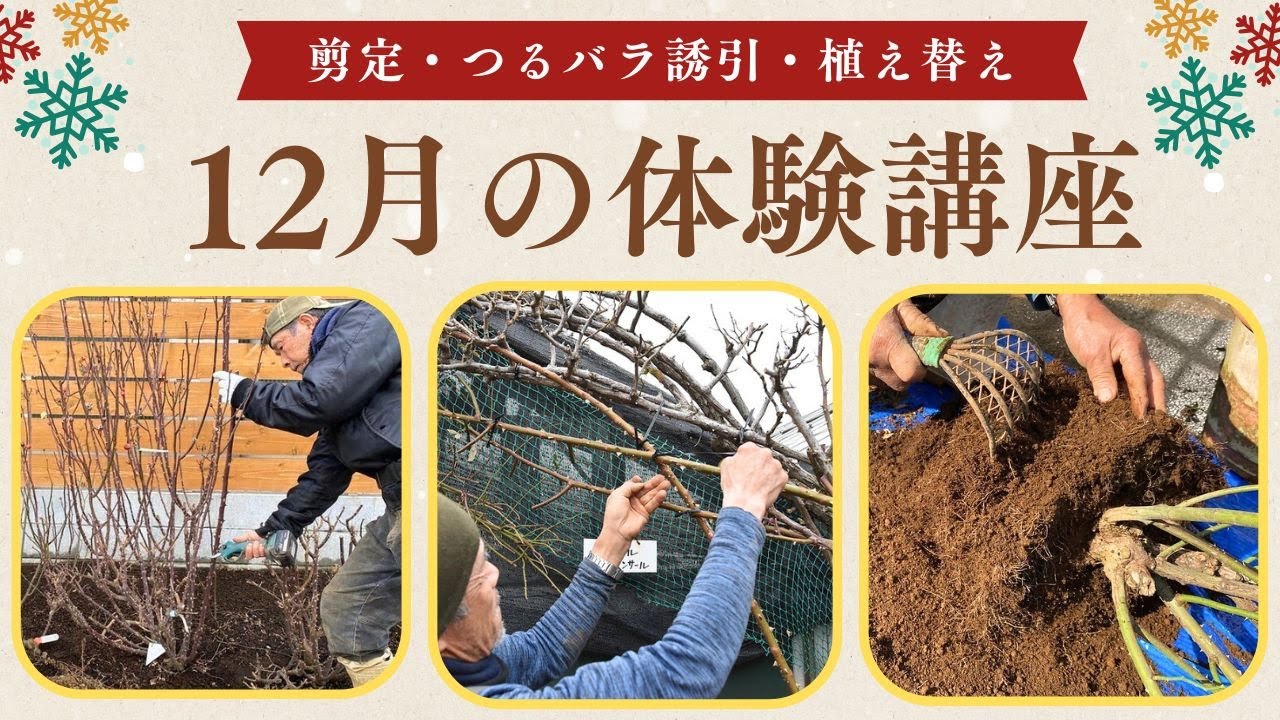 12月の体験講座　つるバラの剪定と誘引、鉢の植え替え、四季咲き剪定