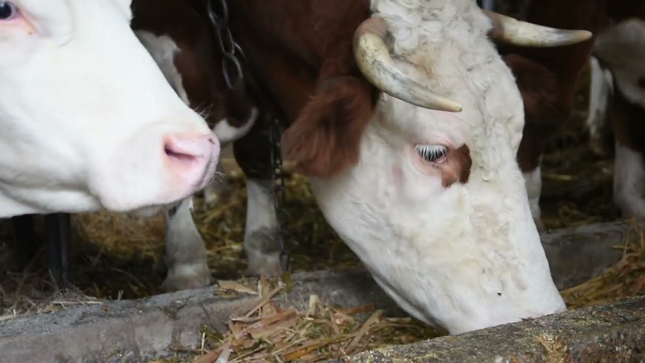 KAO NEKAD - 4 generacije na ognjištu? DA, MOGUĆE JE! Farma Živković iz Ćirikovca
