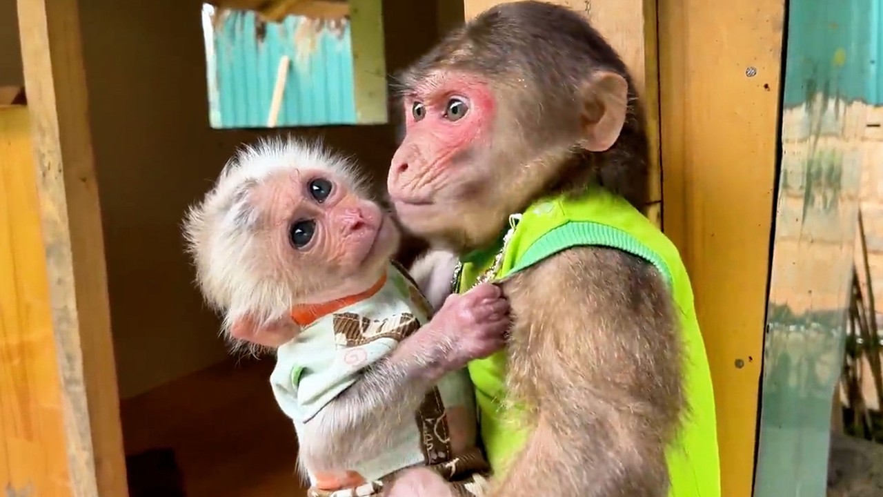 Will Baby Hope overcome illness? Why sadness keep coming to Monkey Max?