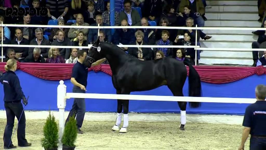 Tolegro v. Totilas - Krack C, Körung Oldenburg 2013 - Böckmann Pferde