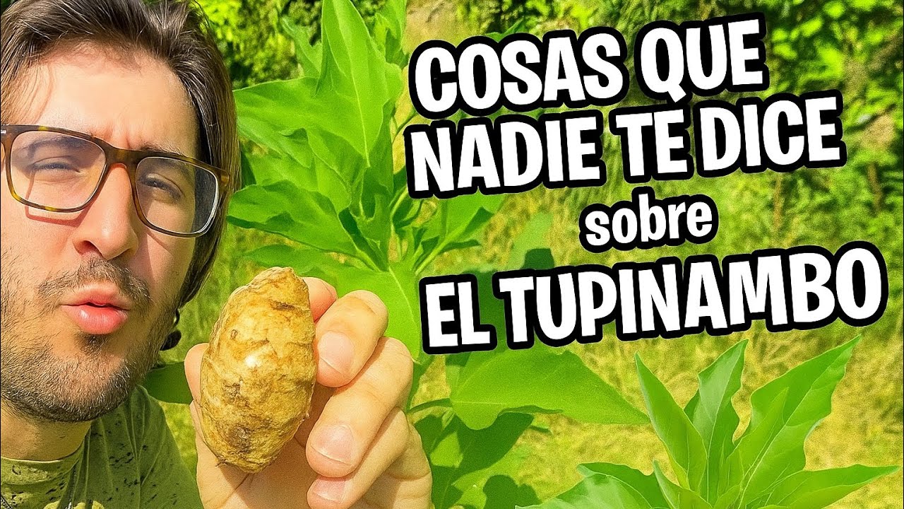 COSAS QUE PUEDE QUE NO SEPAS SOBRE EL TUPINAMBO (y sobre su cultivo en clima mediterráneo) #huerto 