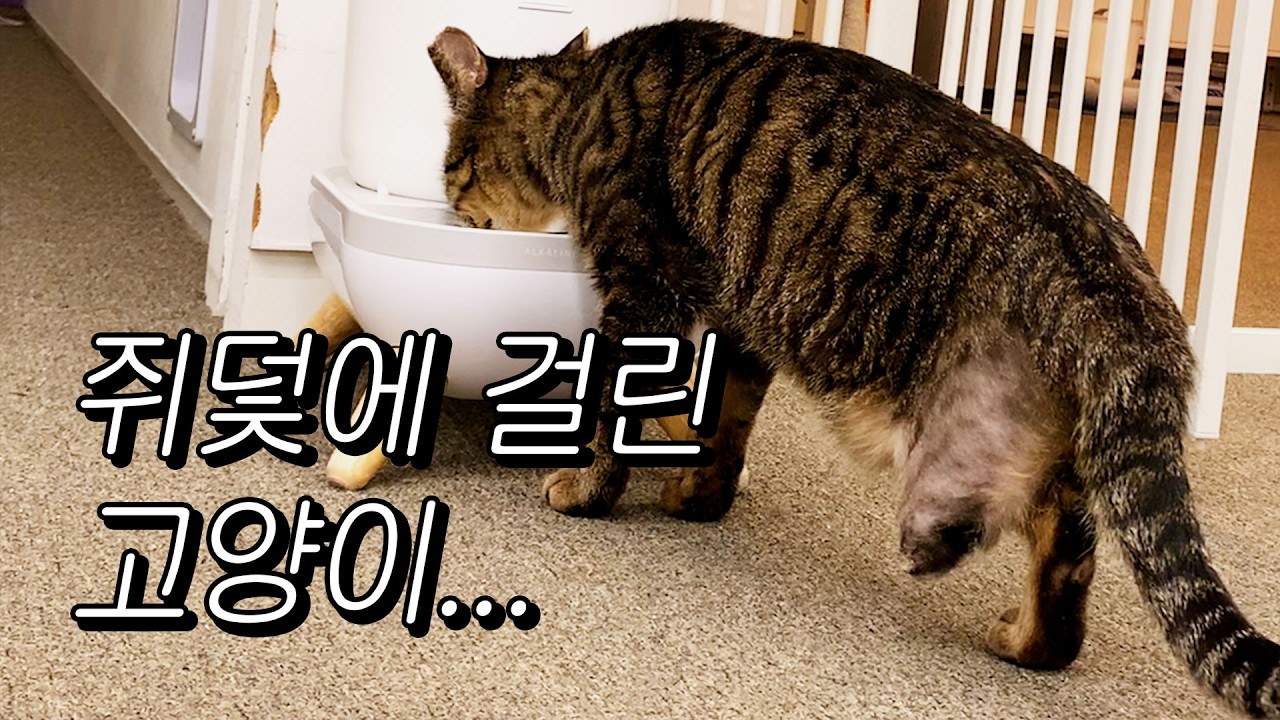 쥐덫에 걸린 고양이를 구조했어요