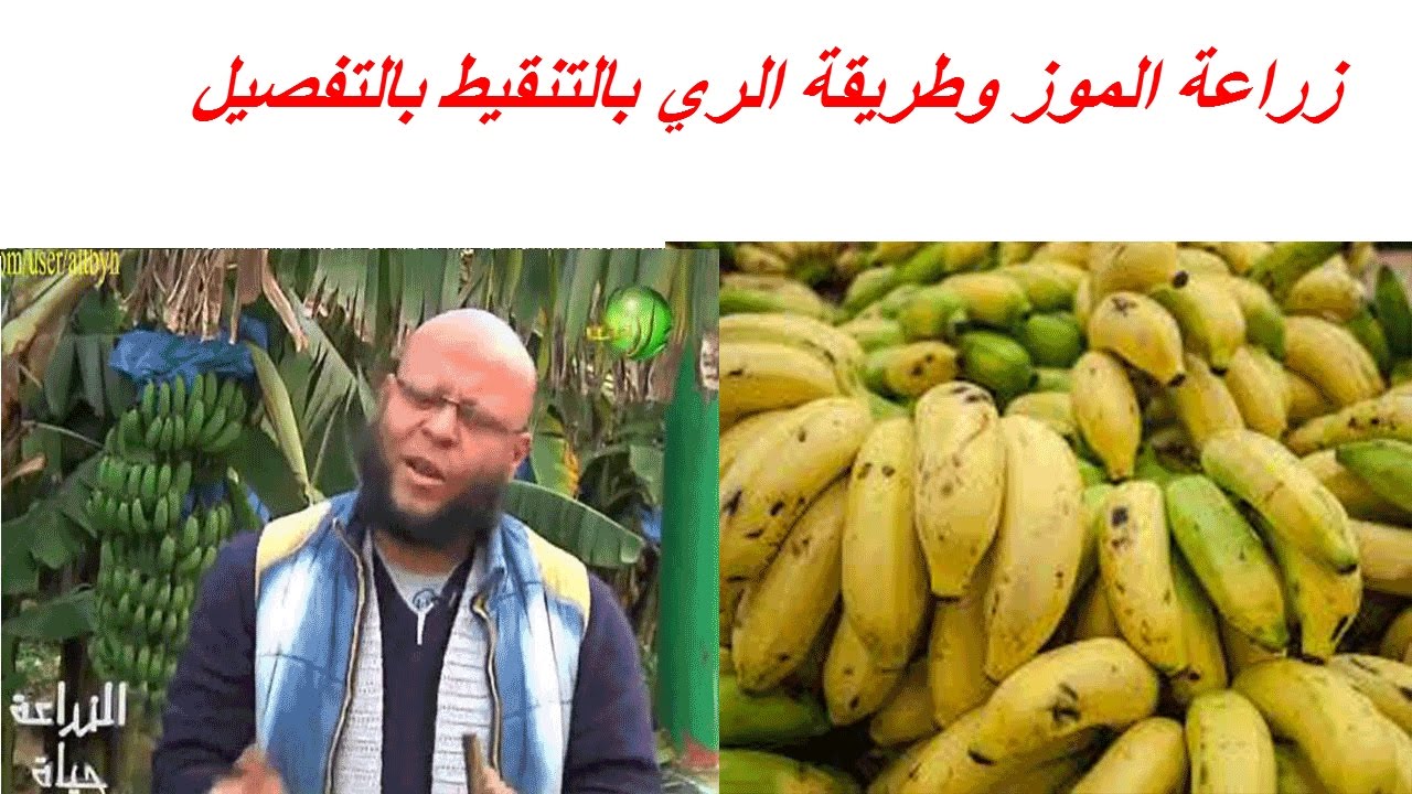زراعة الموز وطريقة الري بالتنقيط بالتفصيل