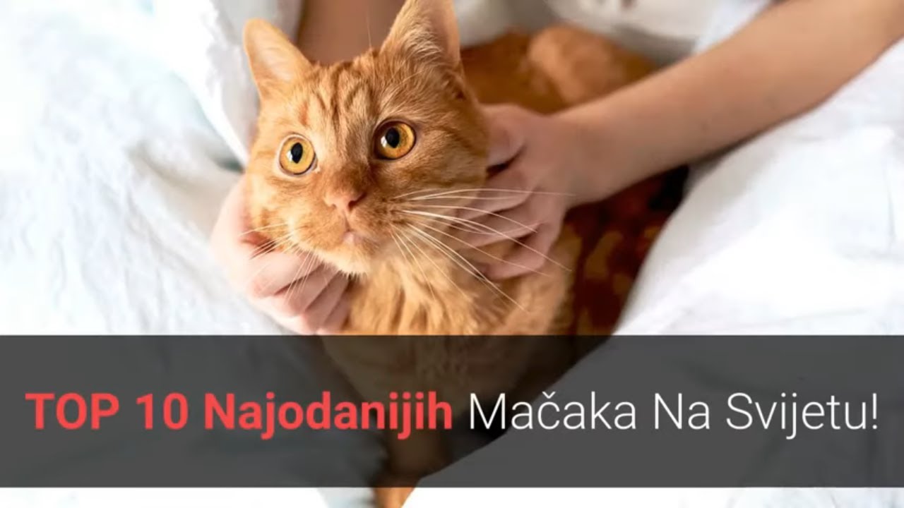 🐈 Najodanije Mačke - Top 10 Najodanijih Mačaka Na Svijetu!