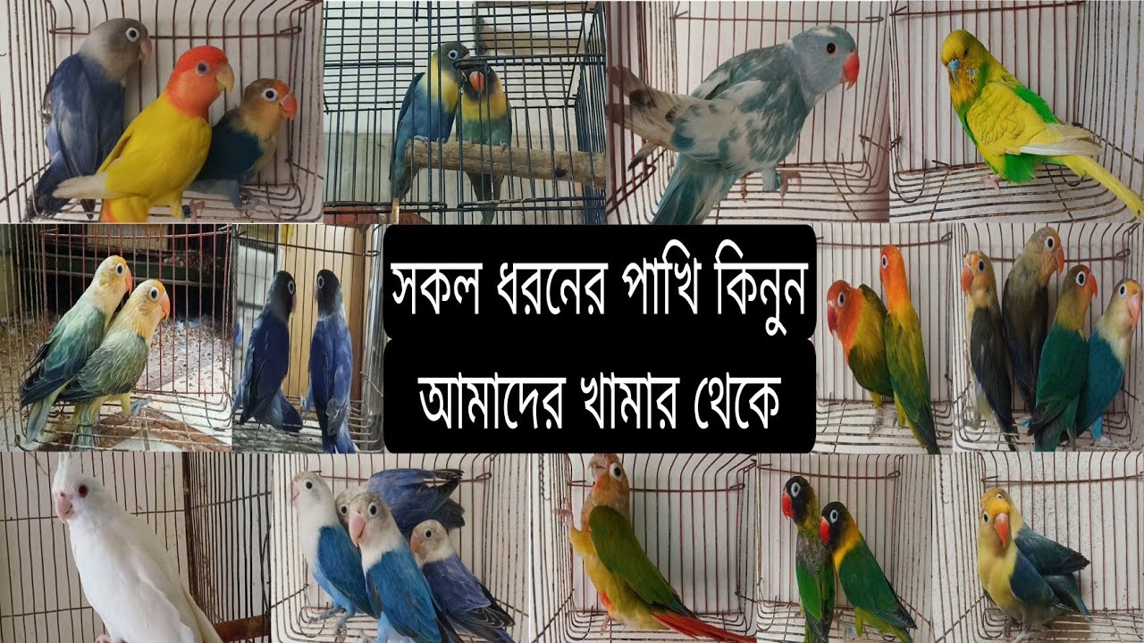আপনাদের পছন্দের পাখি গুলো কিনতে পারবেন এই খামার থেকে ( 2025 ) #birds #parrot #vairalvideo 