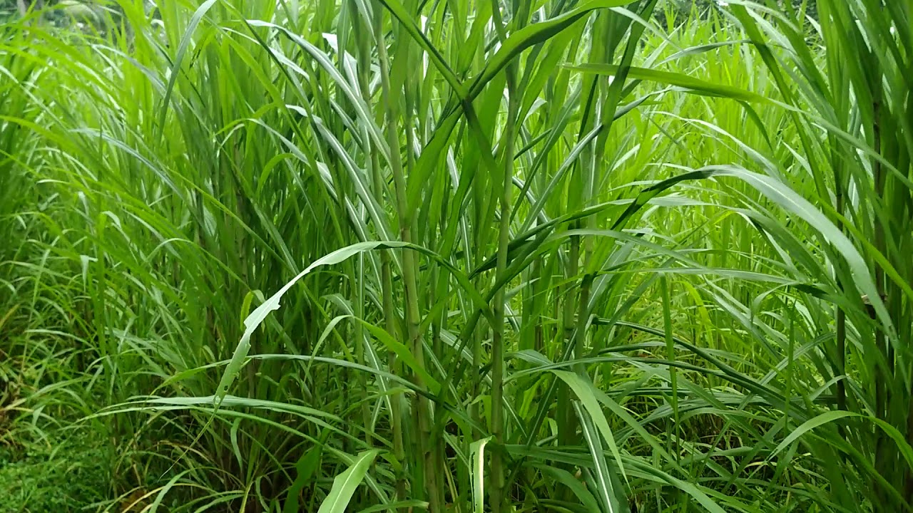 Co5 Grass stamps contact number 9995869879