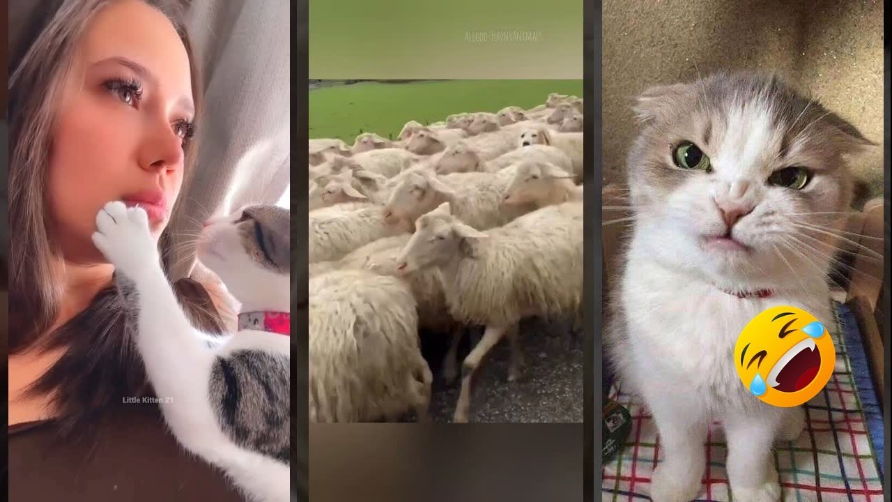 Cute Animals 🙀 #fyp 😼 #FunnyCats Part 2439