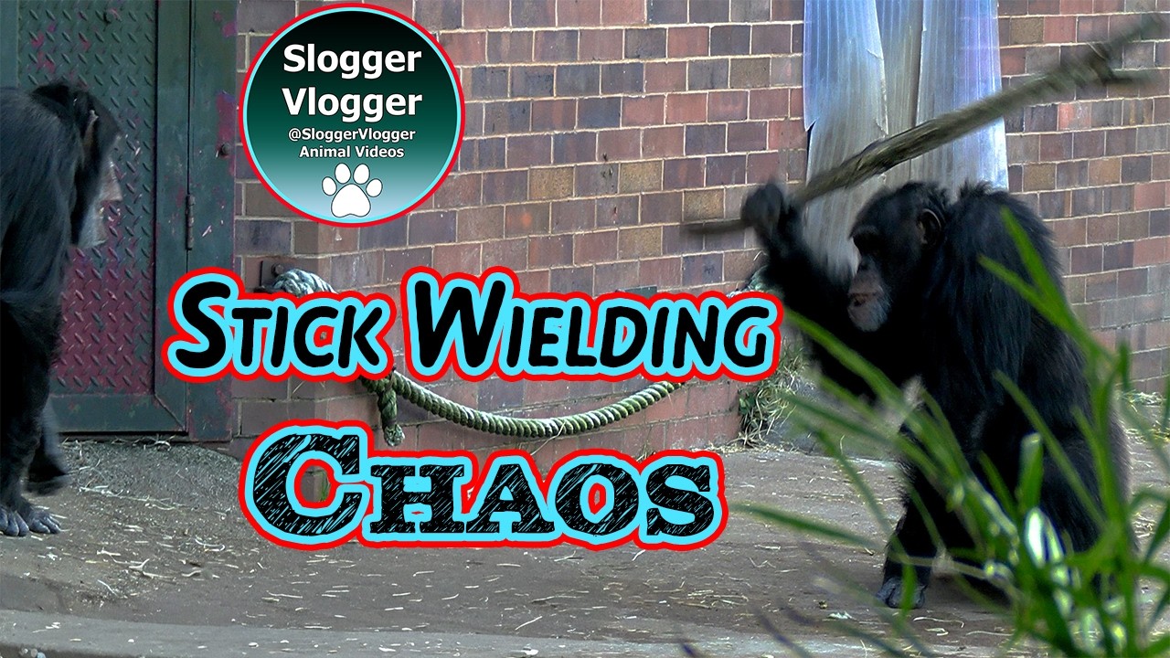 Chaos Erupts When Chimpanzee Carlos Wields a Log