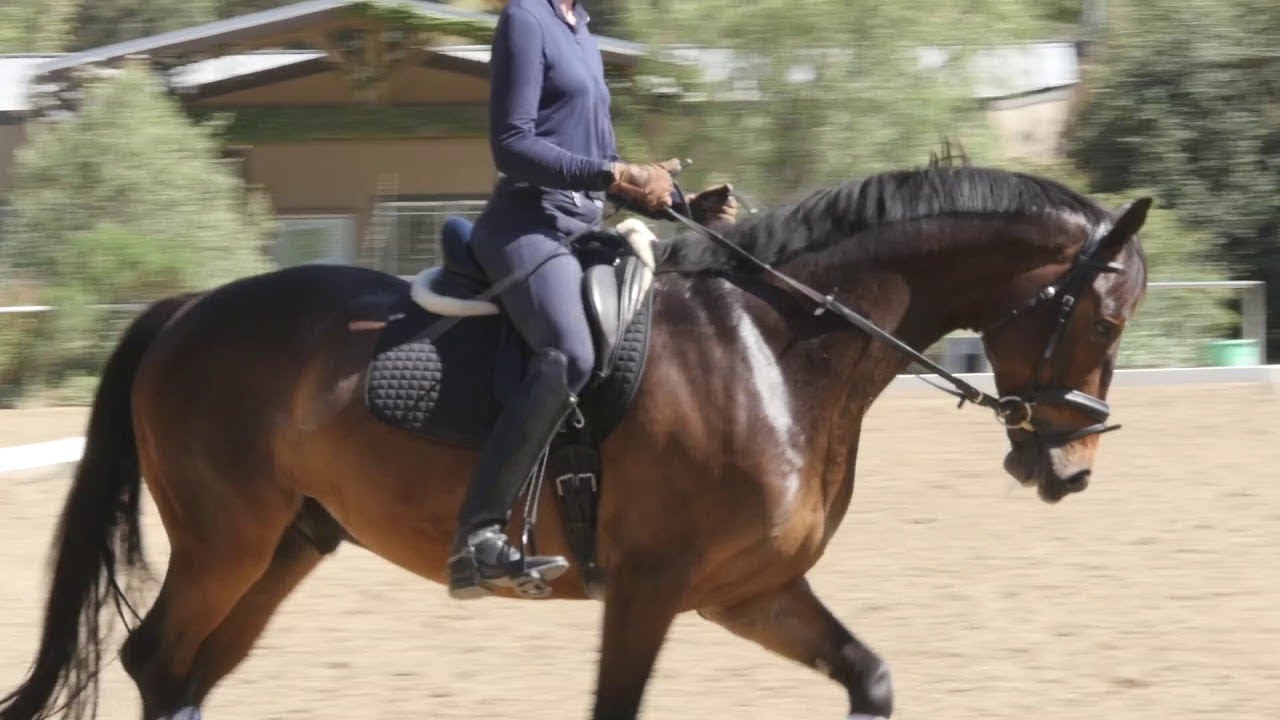 How to Sit in the Saddle and Move with your Horse