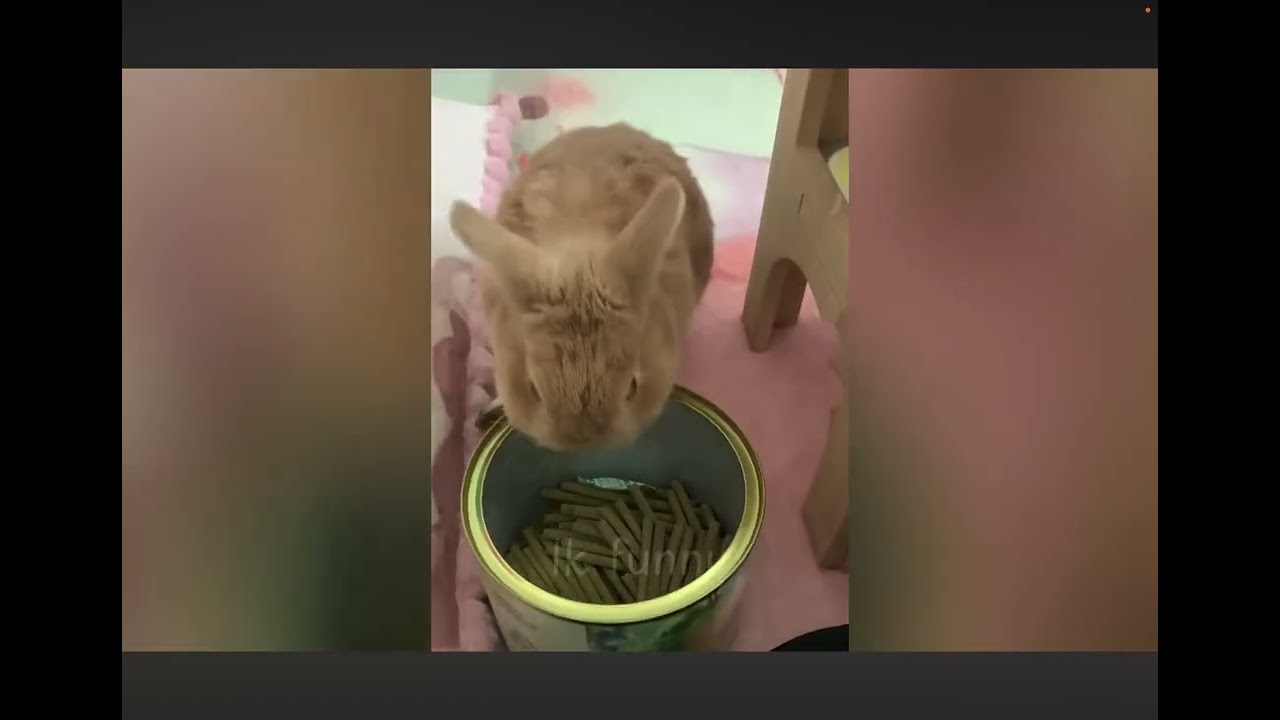 Try not to laugh😂 challenge