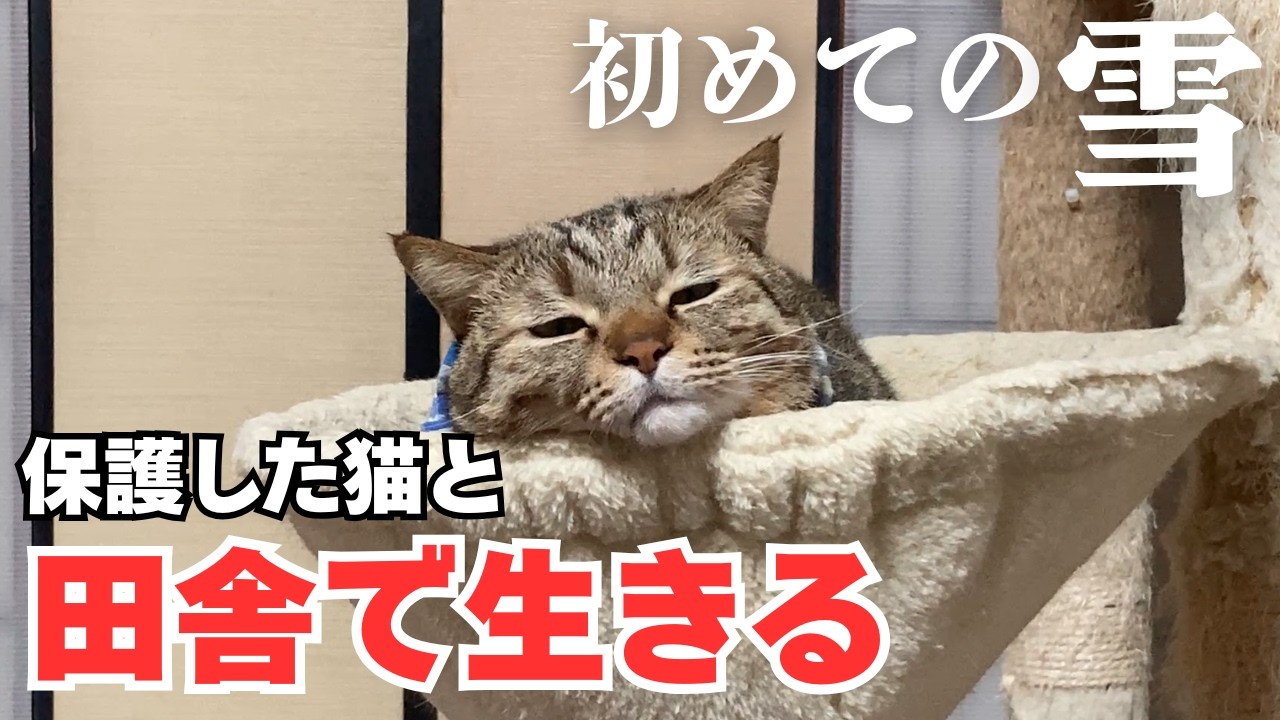 寒波到来、雪の反応やいかに。先住猫と対面に向けて動き出す！【移住生活141】