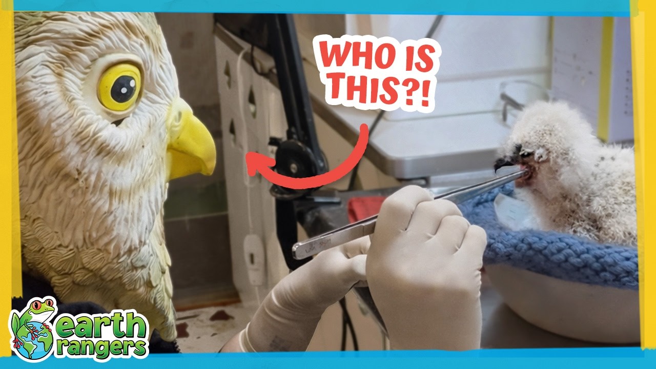 What Secret Is Hiding Behind This Bird Mask? | Earth Rangers