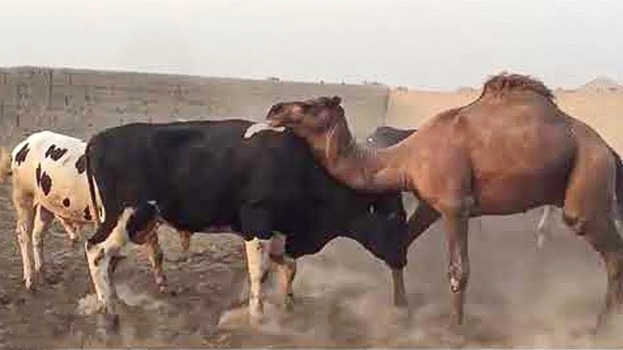 جمل يفقد السيطرة ويتسبب بملحمة !!