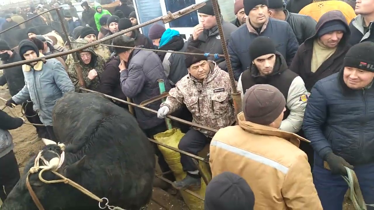 Xorazm Urganch mol bozor 01.02.2026
