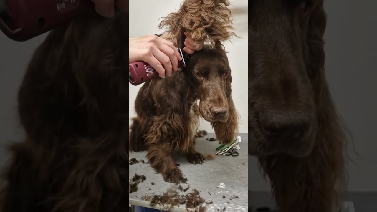 Trimma öron och huvud field spaniel