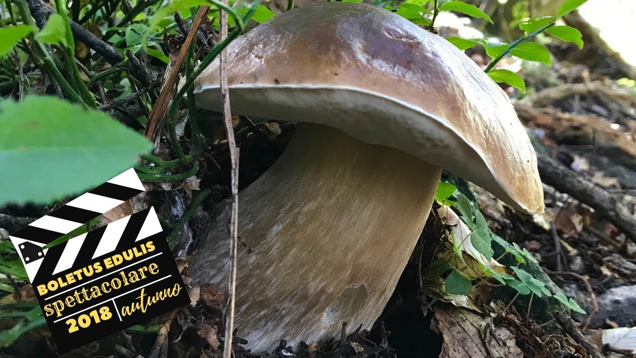 FUNGHI PORCINI -  BOLETUS EDULIS 2018 -  SPETTACOLARE!!!!!!