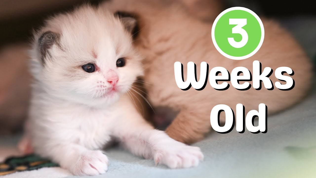 Our 2 Litters of Ragdoll Kittens are 3 Weeks Old