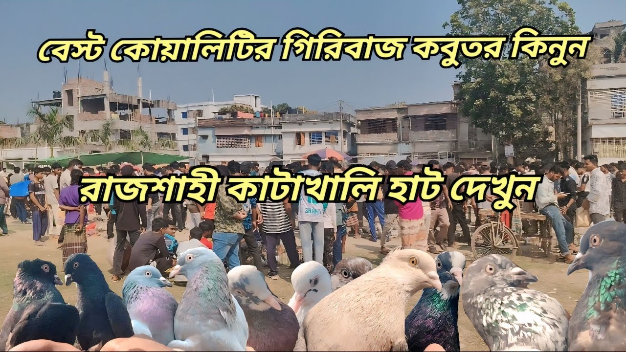 সেরা কালেকশন ও সর্বোচ্চ কম দাম !! রাজশাহী কাটাখালি হাটে গিরিবাজ ও দেশি কবুতরের বাজার দর জেনে নিন 
