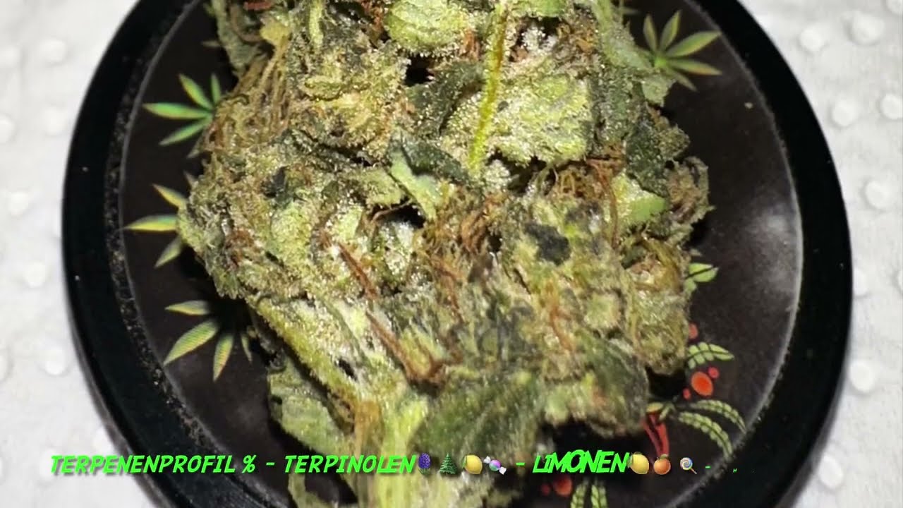 Ghost Train Haze👻🚂🐰💐🍋 - Pedanios DNK 22/1 - Sativa  - Medizinisches Cannabis