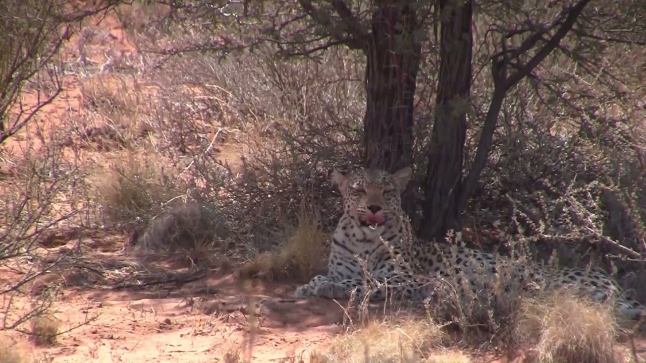 2013 za video clip 48 kgalagadi tfp 17 movie