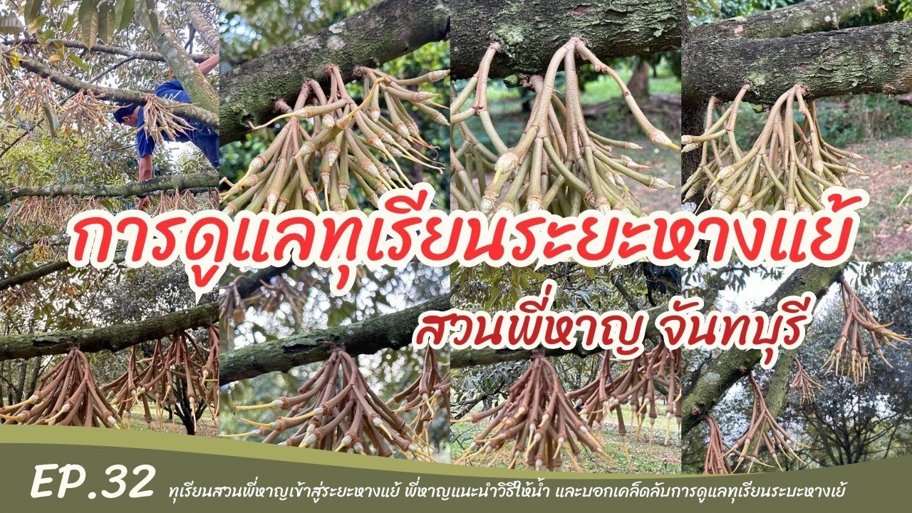 การดูแลทุเรียนระยะหางแย้ สวนพี่หาญ [EP.32]