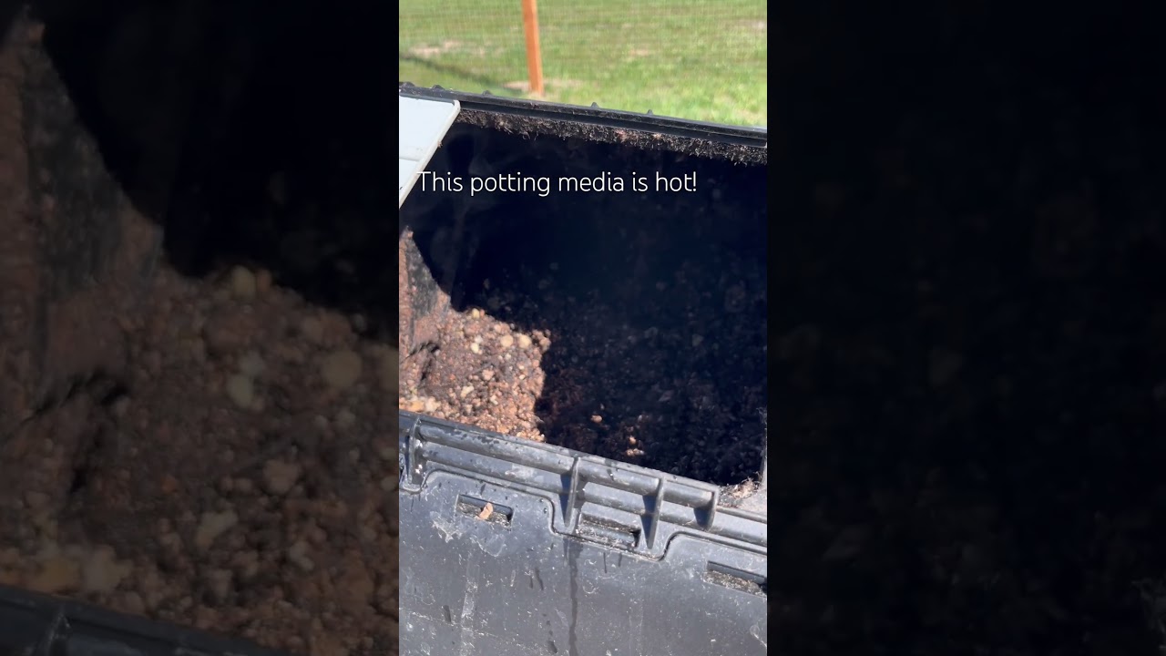 This morning: ice in the buckets of cuttings, but steam rose from the potting mix! #pottingmix