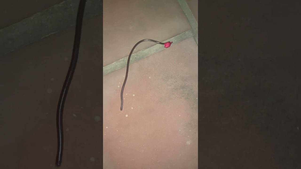 Worm Snake At Home 👀 #snake #wormsnake #home