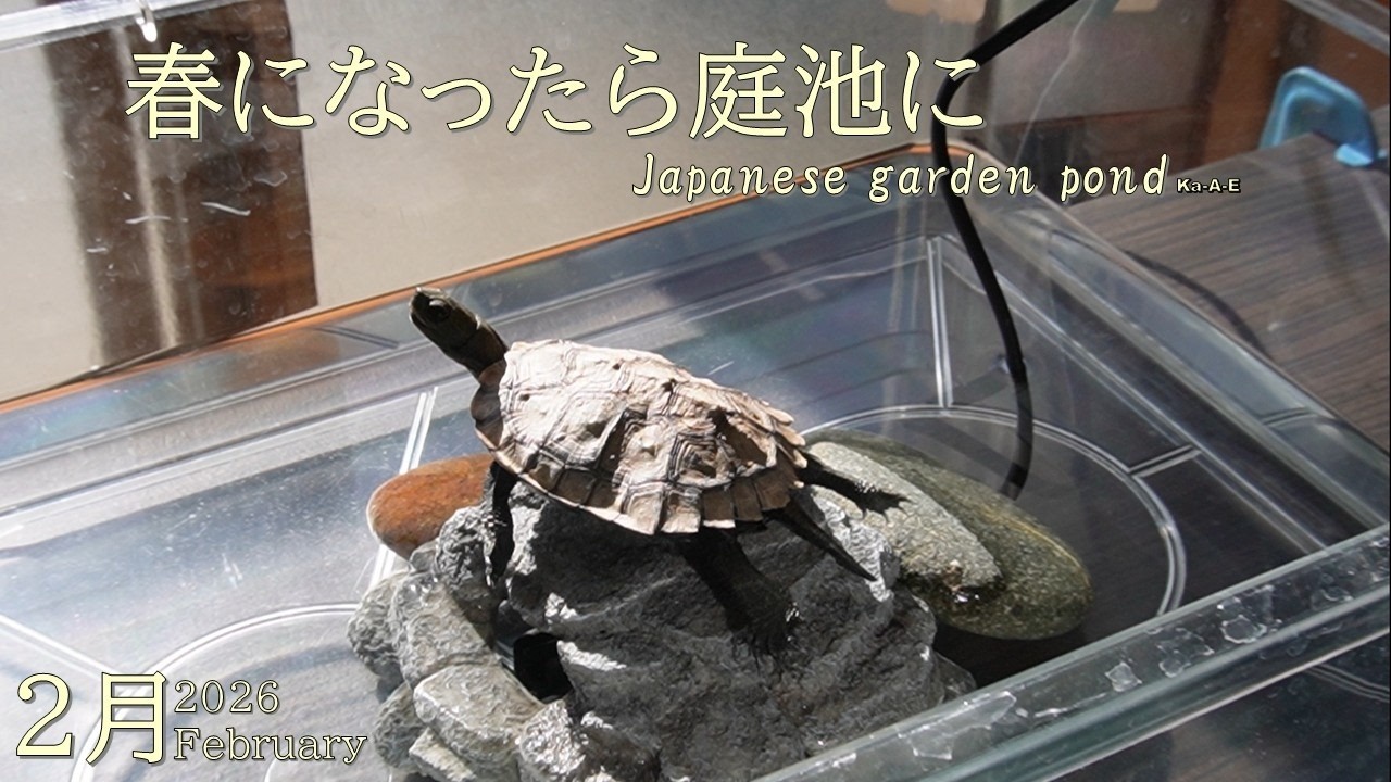 もうすぐ新たなイシガメが庭池に仲間入りします