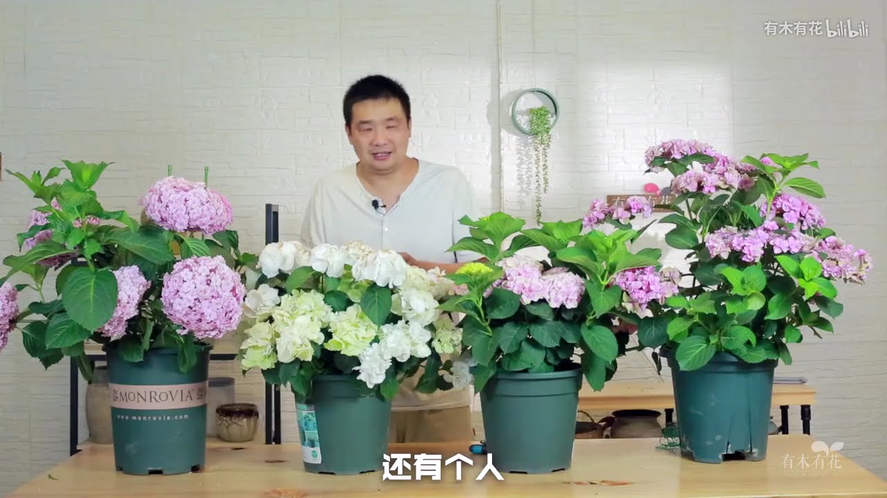 分享這幾年養繡球的經驗，真的很實用。