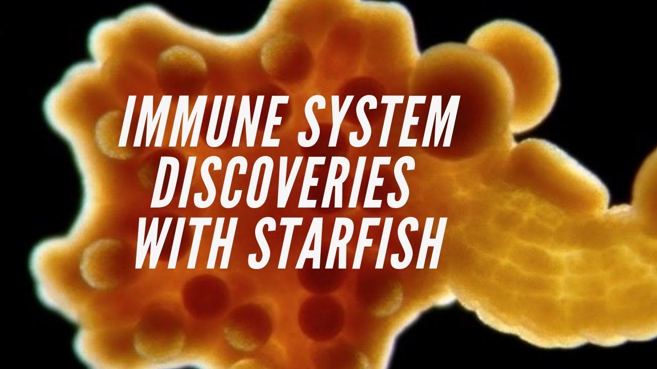 Nobel Prizes Explained: Unwrapping the Immune System Using Starfish