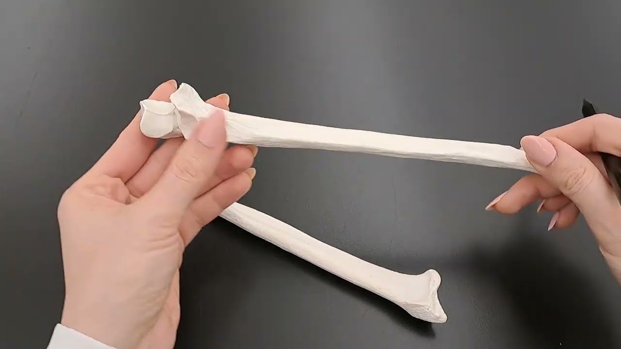 Anatomy of the Ulna - Anatomy of the Radius - Made EASY