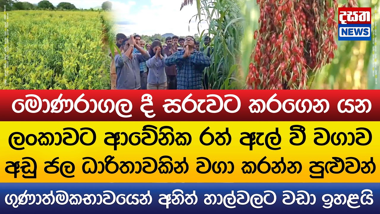 ලංකාවට ආවේනික රත් ඇල් වී වගාව මොණරාගලෙන්
