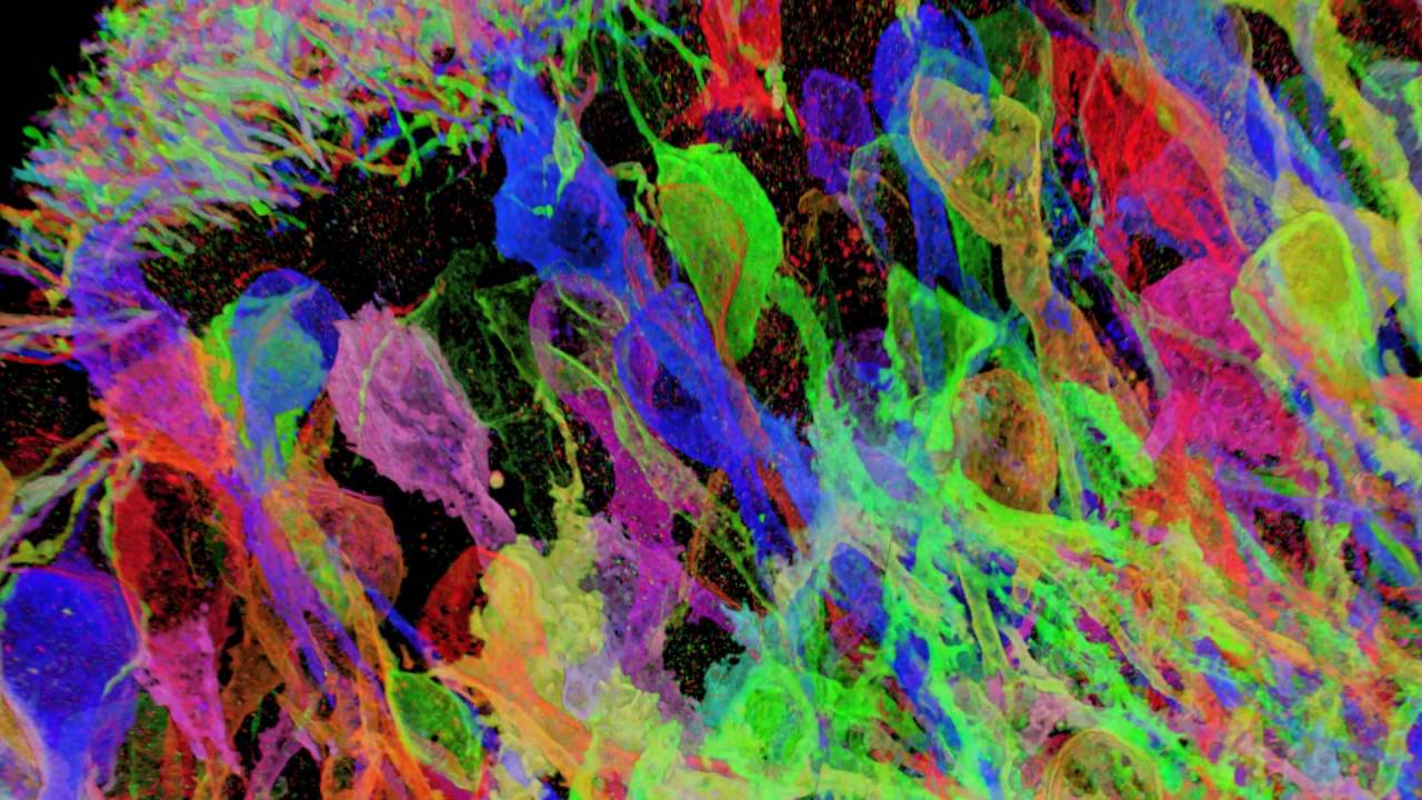 Expansion Microscopy of Brainbow Hippocampus