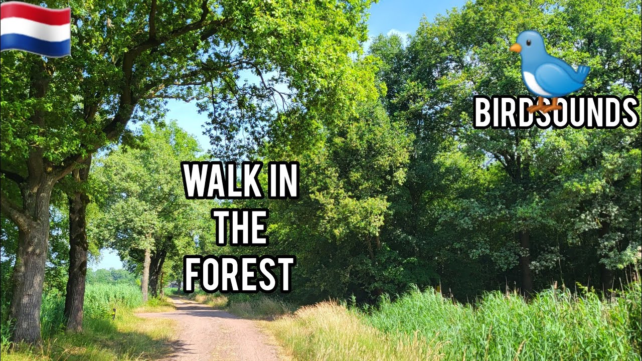 Relaxing Morning Walk In The Forest ,Nature Sounds,Birds...  ,Netherlands 🇳🇱