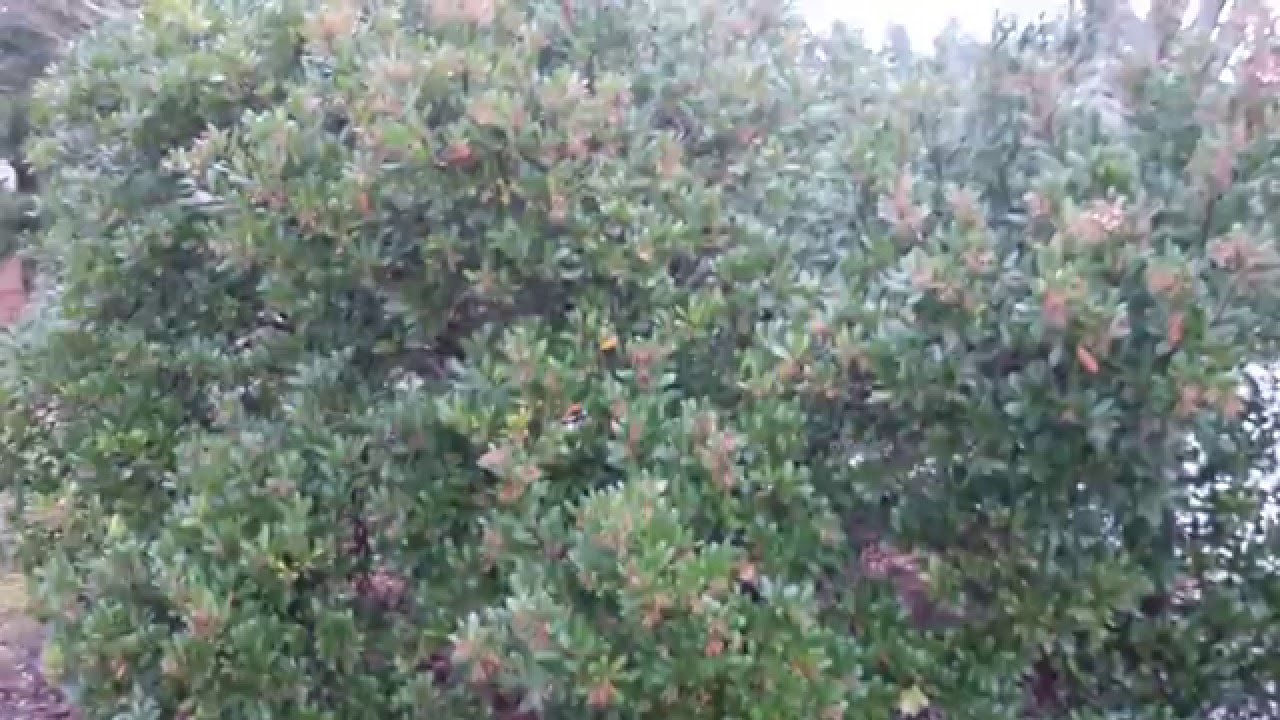 Strawberry Tree / Arbutus unedo