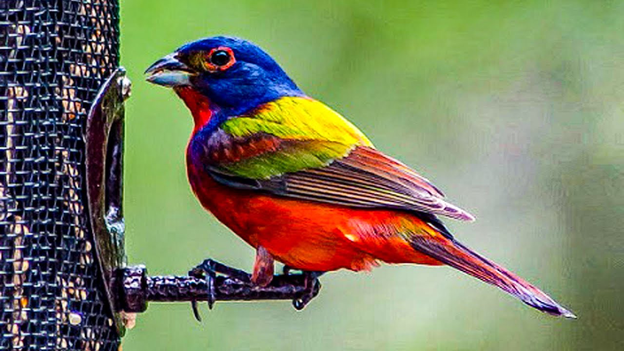 Meet Painted Bunting, The Most Colorful Bird Native To The United States